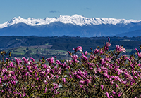 Mt Arthur Sep15 -0001 200x140